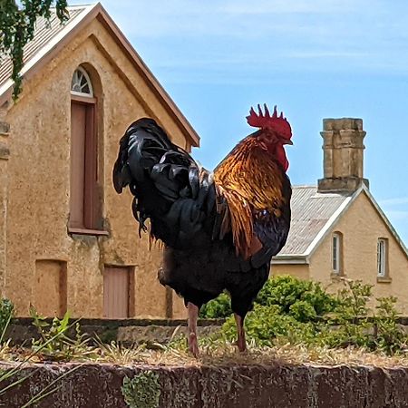 Woolmers Estate Longford Екстериор снимка