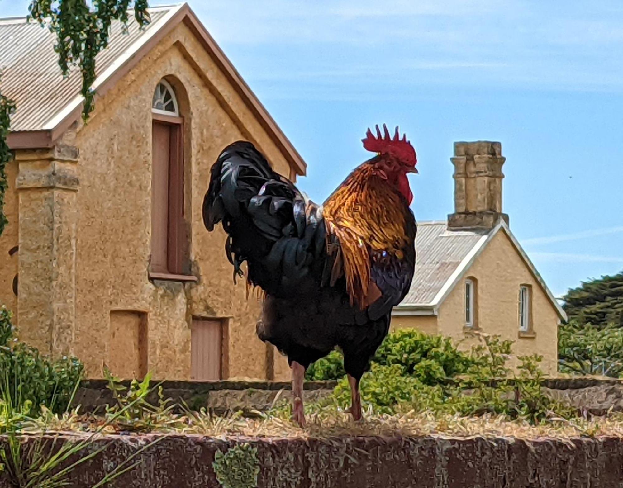 Woolmers Estate Longford Екстериор снимка